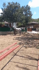 Horses at a Çatalca stable on a quiet summer morning