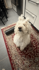 Krasnoyarsk resident shares tender moments with stylishly groomed poodle
