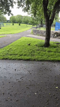 Morning park life documented in Sandwell during six-minute window