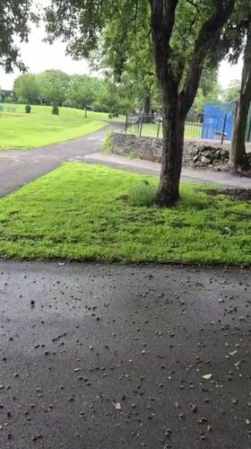 Morning park life documented in Sandwell during six-minute window