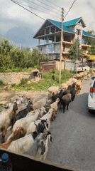 Sheep and goats bring traffic to a halt in Kulang
