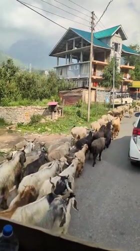 Sheep and goats bring traffic to a halt in Kulang