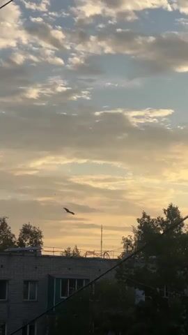 A bird flies across the frame in front of a tree line and cloudy sky.
