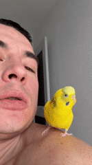 Man documents daily life with pet parakeet in Anapa