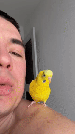 Man documents daily life with pet parakeet in Anapa