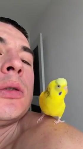 Man documents daily life with pet parakeet in Anapa