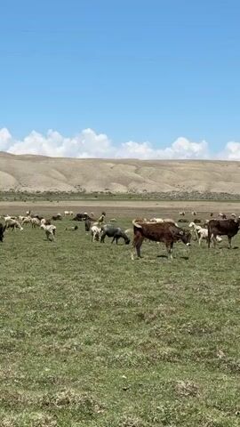 The image depicts a wide, open grassy field under a clear blue sky with scattered white clouds. The scene is filled with numerous farm animals, predominantly sheep and cattle, grazing and resting.

In the foreground, two brown calves stand facing each other on the green pasture. Surrounding them and extending into the midground are many sheep, varying in color from white to brown and black. Some sheep are actively grazing, while others are lying down or standing idly. Further into the field, more cattle, including some darker-colored individuals, are visible among the sheep.

The background features expansive, gently rolling hills or mountains, which appear dry and light brown under the bright sunlight. The overall impression is a peaceful, sunny day in a rural, pastoral setting. The provided location context identifies this scene as Kara-Koo, Kyrgyzstan. There are no people or discernible text in the image.