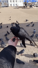 Daily life moments captured across Chaikovsky, Russia over 15 minutes