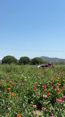 The video shows a field of colorful flowers, predominantly pink, red, and orange zinnias. In the middle ground, a maroon sedan is partially submerged in the flowers, with two individuals, one appearing to be a woman with dark hair, interacting near the vehicle's open passenger door. A clothesline with lights stretches across the background. Beyond the field, there are trees and hills under a clear blue sky.