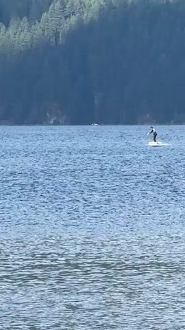 A person is paddleboarding on a calm body of water. In the background, there is a wooded shoreline with a forest of evergreen trees. There are a couple of buoys in the water. The sky is clear and blue.