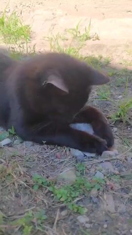 A black cat is lying on the ground. It is licking a small rock. The ground is covered with dirt, small stones, and some dry grass. There are also some green plants growing. The lighting suggests it is daytime, possibly outdoors.
