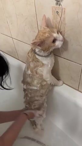 A person's hands are seen in the lower left corner of the frame, lathering a wet, light orange and white cat with soap in a bathtub. The cat is standing upright, facing away from the viewer, with its head turned to the right and looking upwards at a decorative element on the tiled wall. The cat is wearing a silver chain collar. The bathtub is filled with soapy water, and the tiled wall has a floral design.