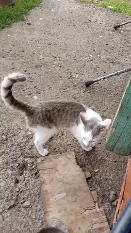A gray and white cat with a striped tail sniffs the ground next to a green wooden object.