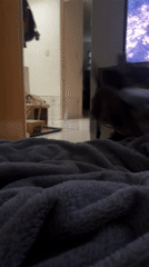 Chihuahua captured running across blanket in Puebla home
