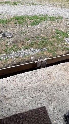 The video shows two kittens playing near a ditch with wooden planks lining the sides. In the background, a gray and white tabby cat is lying down. One kitten is partially in the ditch, appearing to be trying to get out or reach for something. The second kitten is on the edge of the ditch, reaching a paw into it, and interacting with the first kitten. The ground around the ditch is a mix of dirt, gravel, and grass. The foreground consists of a concrete surface. The video is short, lasting only a few seconds.