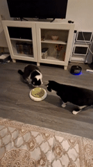 Two cats work through puzzle feeders and a laser pointer at home.