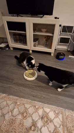 Two cats work through puzzle feeders and a laser pointer at home.