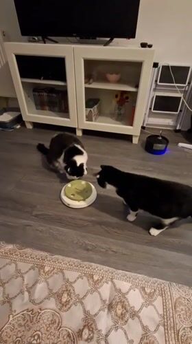 Two cats work through puzzle feeders and a laser pointer at home.