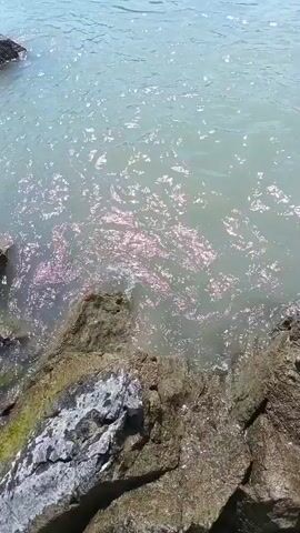 The video shows a view of a river from rocky shoreline. The water is flowing and appears to be shallow in places, with rocks visible beneath the surface. Sunlight reflects off the water, creating a shimmering effect. The background shows a treed shoreline and a partly cloudy sky. There are no people or animals visible in the video.
