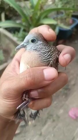 A person's hand holds a small bird, likely a zebra dove, in close-up. The bird is facing left, with its head turned slightly upwards. Its feathers are brown and white, with distinctive dark stripes on its neck and wings. The bird's eyes are a bright blueish-green, and its beak is gray. The hand, with its skin tone visible, gently cradles the bird. The background is blurred, suggesting an outdoor setting with greenery and possibly plants in pots. The lighting is natural and appears to be daytime. The video is short and focuses on the interaction between the person and the bird.