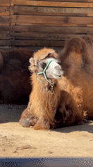Bactrian camels rest lakeside in Kenbulun, Kyrgyzstan