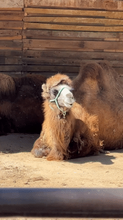 Bactrian camels rest lakeside in Kenbulun, Kyrgyzstan