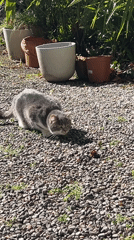 Cat spotted in residential yard in Erba, Italy
