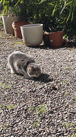 Cat spotted in residential yard in Erba, Italy