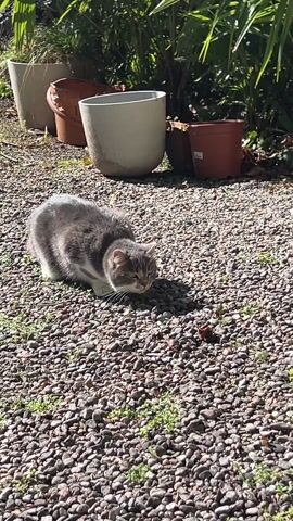 A gray and white cat is crouched low on a gravel surface dotted with green sprouts. Several plant pots of various sizes are visible in the background, along with greenery. The cat abruptly stands on its hind legs with its front paws raised, then settles back into a sitting position, looking to the side. The lighting is bright and sunny, casting shadows on the gravel.