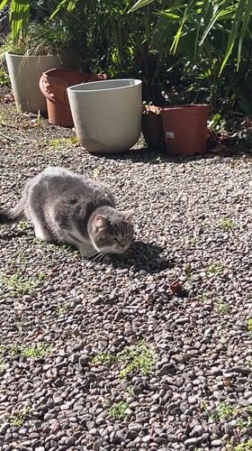 Cat spotted in residential yard in Erba, Italy
