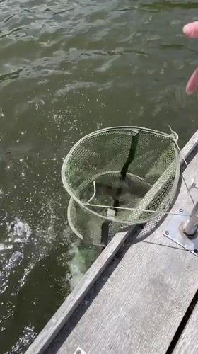 Fishing trip documented in Rudky, Ukraine includes catches and snacks