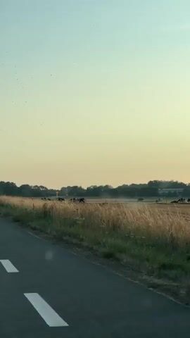 The video shows a rural scene. A paved road with white dashed lines runs along the bottom left of the frame, leading into a field of tall, dry grass. In the distance, a line of trees forms the horizon. Several black and white cows are scattered throughout the field, grazing. The sky is a pale yellow and blue, suggesting either sunrise or sunset. There are a few small birds visible in the sky. The video appears to be filmed from a moving vehicle.