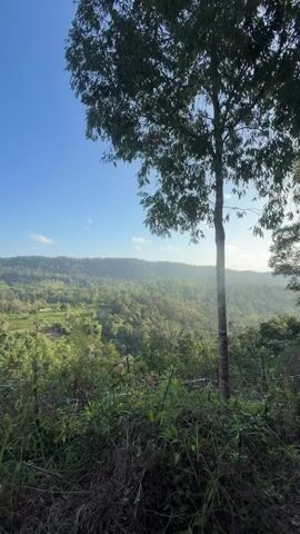 This video is a vertical, panning shot of a lush green landscape under a clear blue sky. The foreground is dominated by dense foliage, including tall grasses and leafy bushes, with a single tall tree on the right side. In the mid-ground, rolling hills covered in dense forest stretch out, dotted with small patches of cultivation that appear as lighter green or tan rectangles. The sun is low in the sky, casting a soft light and creating a gentle haze over the distant hills. The camera pans slowly from right to left, revealing more of the valley and the layered hills. There are no people visible in the video.