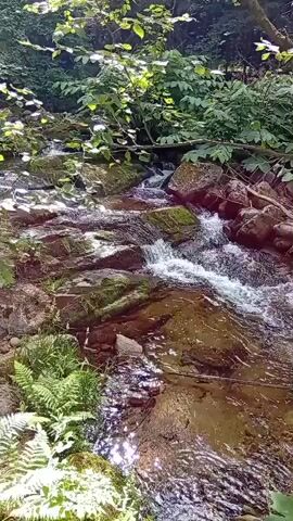 A narrow, shallow stream flows over moss-covered rocks in a forest. Sunlight filters through the leaves of trees, casting dappled shadows on the water and surrounding foliage. The water appears clear and is in gentle motion, creating small ripples and white foam as it navigates the uneven streambed. Lush green ferns grow along the bank in the foreground. The overall impression is one of a peaceful, natural woodland scene.