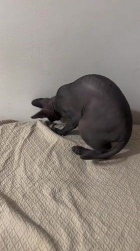 Sphynx cat moments and nostalgic text cards from Budva