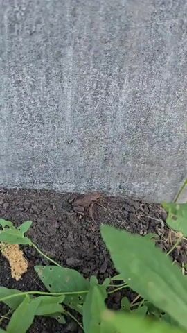 A tiny toad is partially visible on dark soil near a rough concrete wall. Green leaves are in the foreground and to the right of the toad.