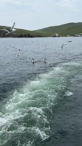 The video shows a body of water with a boat's wake. Several seagulls are flying and swimming in the water near the wake. In the background, there are green hills and a distant shoreline with some structures. The sky is overcast. The camera appears to be mounted on the back of a moving boat, looking out over the water.