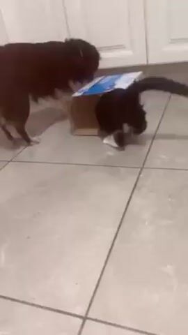 A black and white dog is standing near a cat in a cardboard box on a tiled floor. The dog barks and appears interested in the box. The cat is partially inside the box, with its tail sticking out. The box is sitting on a light gray tiled floor next to white cabinets. A small pink object is visible in the background.