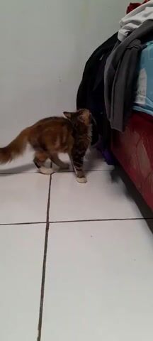 A tabby cat with a fluffy tail stands on a tiled floor next to a bed. The cat is looking up at a pile of clothes draped over the side of the bed. The cat's body is slightly arched and its tail is held high, suggesting alertness or curiosity. The room appears to be a bedroom with white walls and a red bed frame.
