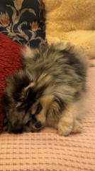Paris Pomeranian enjoys evening playtime and rest at home