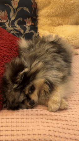 Paris Pomeranian enjoys evening playtime and rest at home