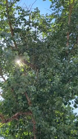 The video shows a close-up view of a large tree with lush green leaves. The camera pans upwards, revealing the sky and the upper branches of the tree. The leaves are rustling, suggesting a light breeze. Sunlight filters through the leaves, creating dappled light and shadows. The scene is outdoors on a clear, sunny day. In the final frame, the camera moves to show a wider view of the tree, a dirt path, a field of dry grass, and a line of trees in the distance under a bright blue sky.