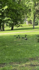 Park visitors and pigeons captured in routine Krasnodar morning