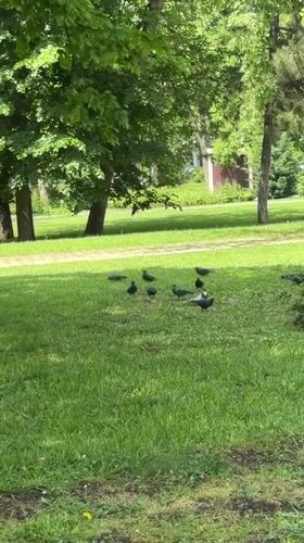 Park visitors and pigeons captured in routine Krasnodar morning