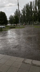 Heavy rain floods street, dog spotted on wet pavement