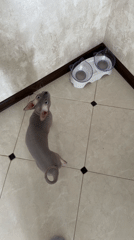 Sphynx cat begs for food from owner in Reutov