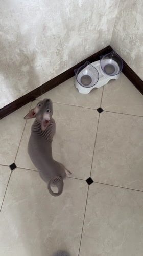 Sphynx cat begs for food from owner in Reutov