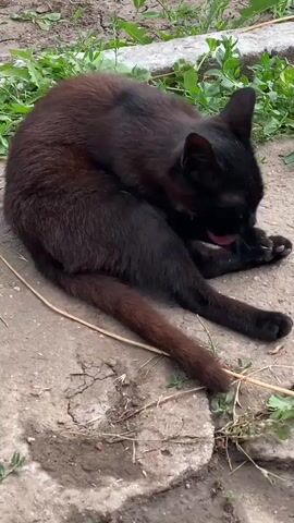 A black cat is grooming its paw on a dirt and concrete surface. The cat is curled up with its back to the viewer, its head bent down as it licks its paw. There are some green plants and dried grass around the cat.