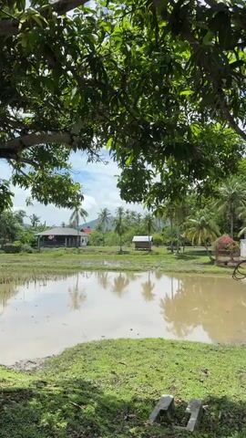 A flooded agricultural field or pond reflects the sky and surrounding trees. The water is murky brown, and the banks are covered in green grass. Several buildings, including a house with a white facade and a red roof, and a smaller wooden structure, are visible in the background, along with palm trees and other lush vegetation. The foreground is dominated by the branches and leaves of a large tree, casting shadows on the grass. The overall scene suggests a rural or tropical environment.