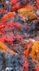 Colorful koi fish congregate in pond surface in Kuta Selatan